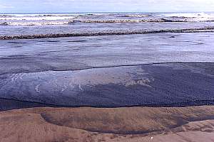 Dense plankton bloom West Coast