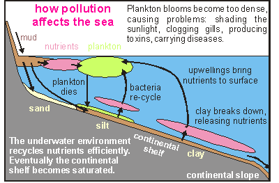 nutrient cycling on the continental shelf