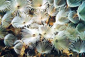 carpet tube worms