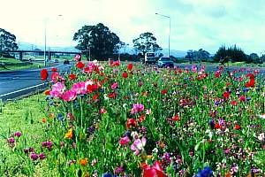 Flowered centre strip