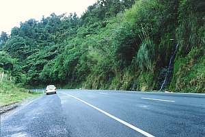 Bank with native forest