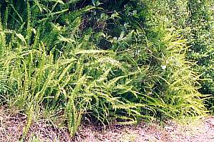 Ladder ferns are now noxious pests