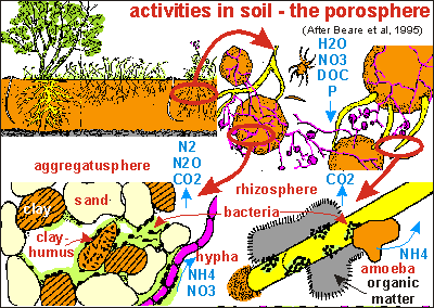 porosphere, aggregatusphere, rhizosphere