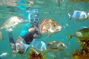 large snapper, blue maomao and trevally