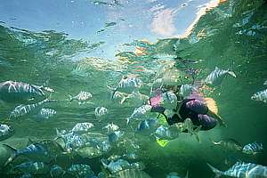 blue maomao and trevally with a snorkel diver