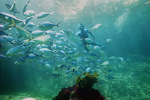 snorkeldiver and school of blue maomao fish