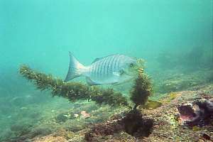 parore scraping large seaweeds Girella tricuspidata