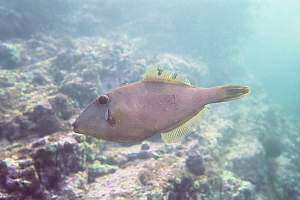 male leatherjacket with a skin fungus disease.