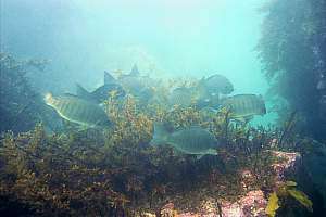 group-feeding parore Girella tricuspidata