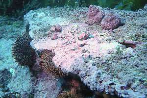 common green urchin Evechinus chloroticus