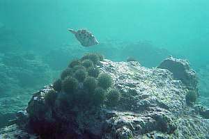 common green urchin Evechinus chloroticus