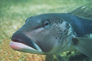 blue cod (Parapercis colias)