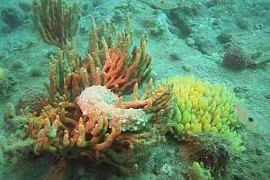 sea cucumber on orange fingersponge