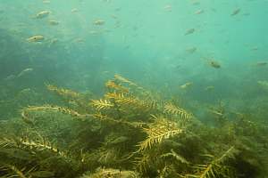 Carpophyllum maschalocarpum tolerates murky water