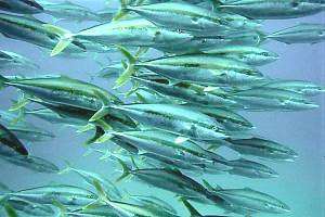 a pack of young kingfish Seriola grandis