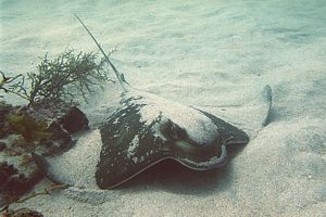 eagle ray ready to take off