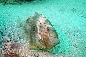 john dory Zeus faber