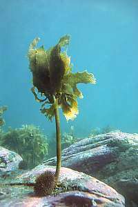 common green urchin Evechinus chloroticus and stalked kelp