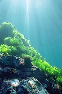 f007210: sea lettuce in cathedral light