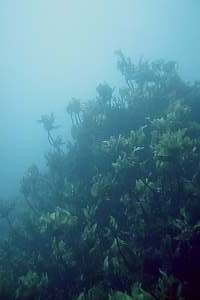 stalked kelp Ecklonia radiata