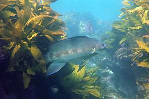 male butterfish (Odax pullus)