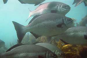 silver drummer (Keyphosus sydneyanus)