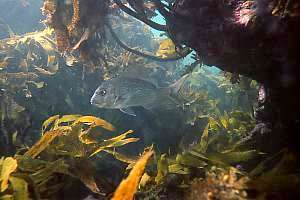 snapper or sea bream (Pagrus auratus)