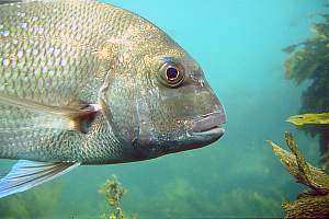 snapper or sea bream (Pagrus auratus)