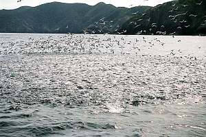 schooling fish feeding frenzy