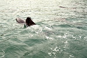 f011219: female dolphin plays with bladder weeds