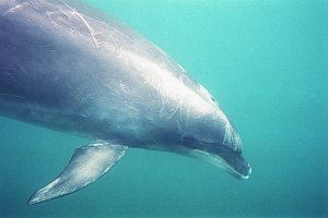 f011705: closeup of large bottlenose dolphin