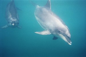 f011708: bottlenose dolphins making a pass