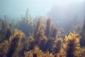 sheltered shallows with Carpophyllum plumosum