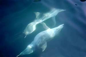 f014306: mother dolphin and deformed calf