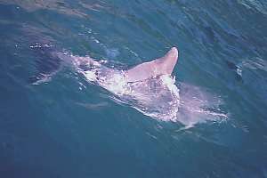 f014311: deformed bottlenose dolphin