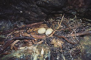 f015215: fairy penguin eggs