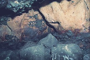 f015216: blue penguin chick on nest in cave