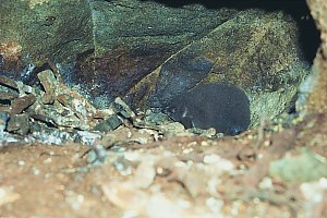 f015325: fledgling blue penguin chick