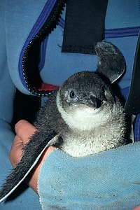 f015332: fledgling blue penguin chick