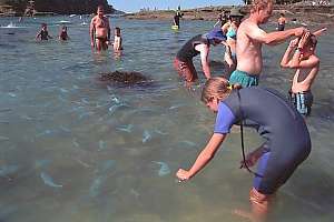 f015827: hand-feeding the many blue maomao (Scorpis violaceus)