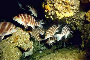 moki den with many inhabitants Cheilodactylus spectabilis