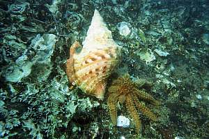 trumpet whelk Charonia lampas capax