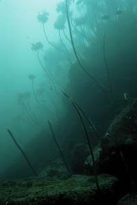 dying kelp forest