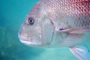 snapper or sea bream (Pagrus auratus)