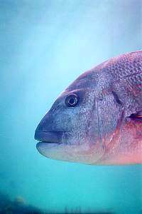 snapper or sea bream (Pagrus auratus)