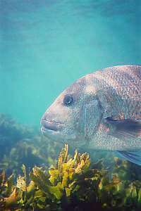 snapper or sea bream (Pagrus auratus)