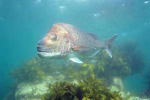 snapper or sea bream (Pagrus auratus) Monkeyface