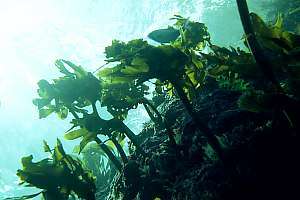 stalked kelp Ecklonia radiata