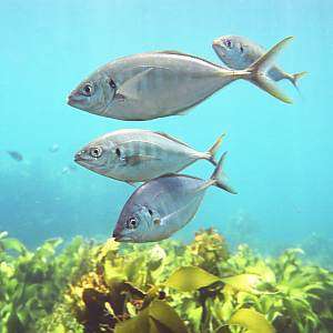 trevally (Pseudocaranx dentex)