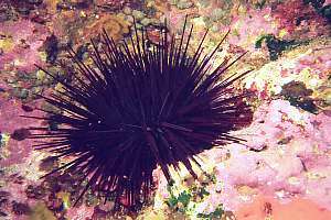 purple urchin Centrostephanus rodgersii